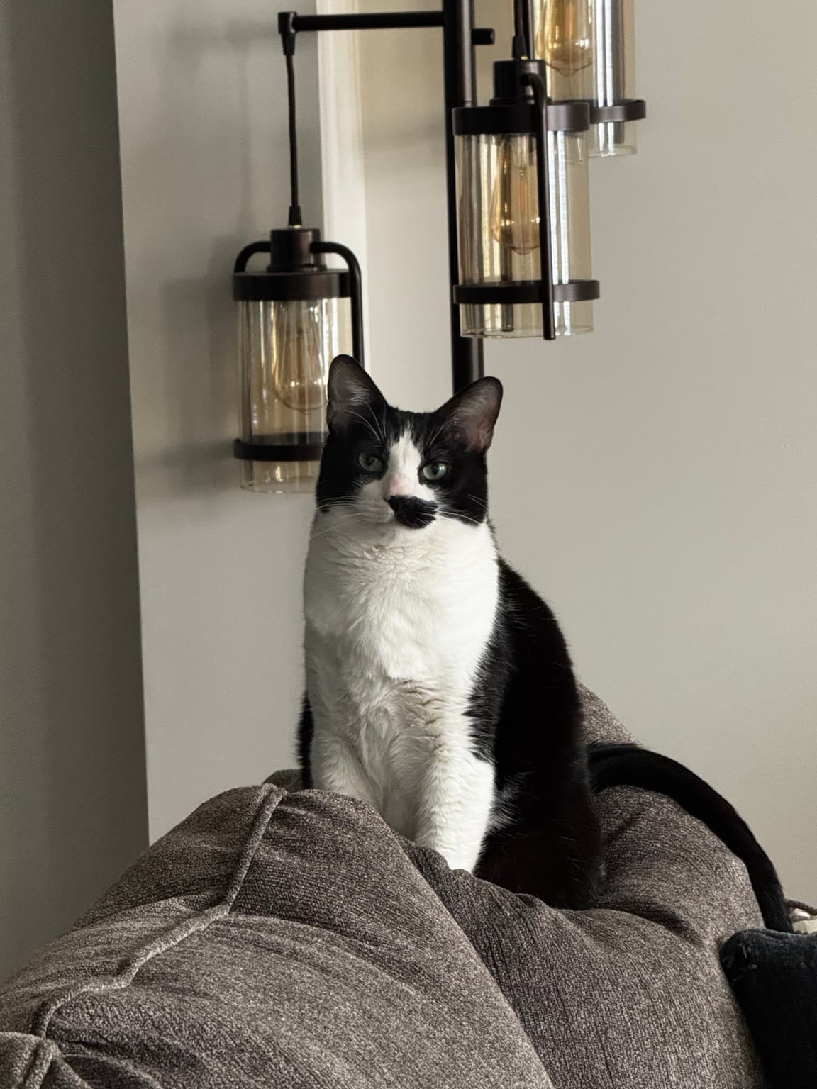 Taco the cat
