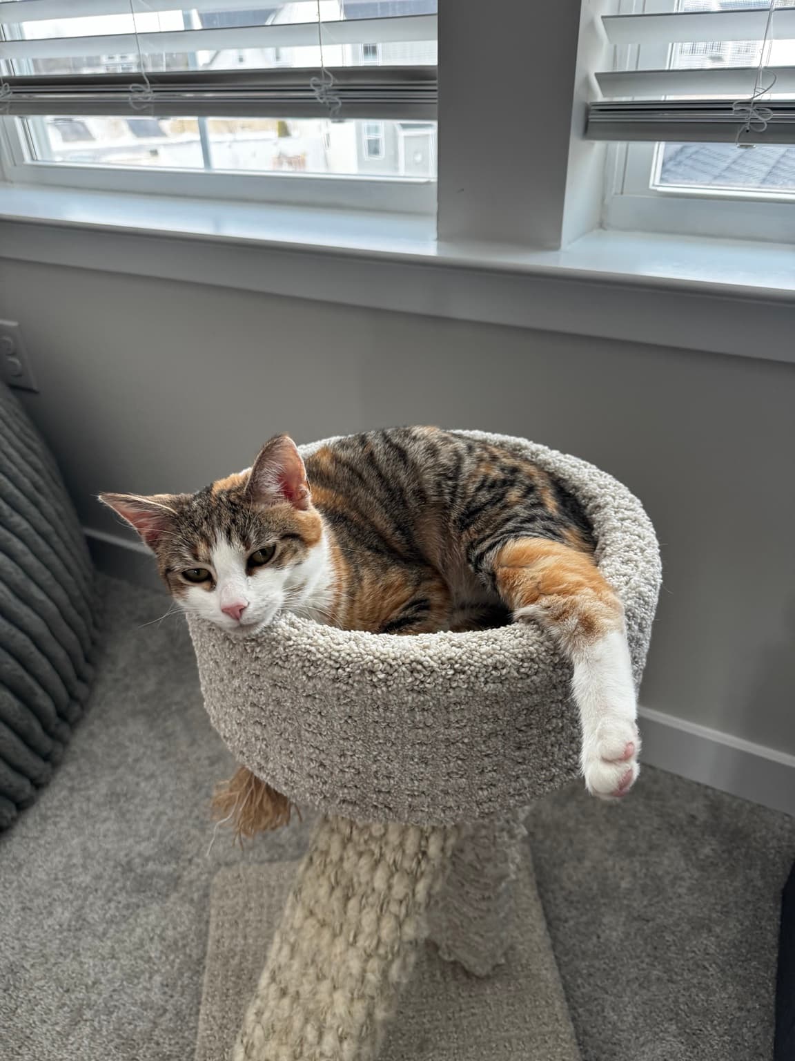 Belle the cat