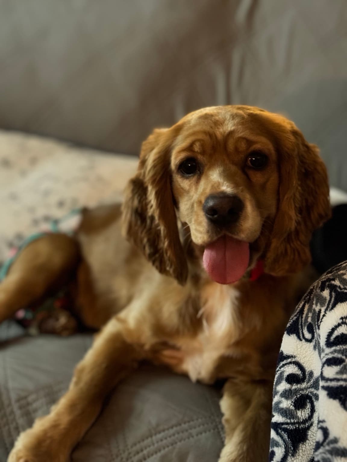 Delilah the American Cocker Spaniel