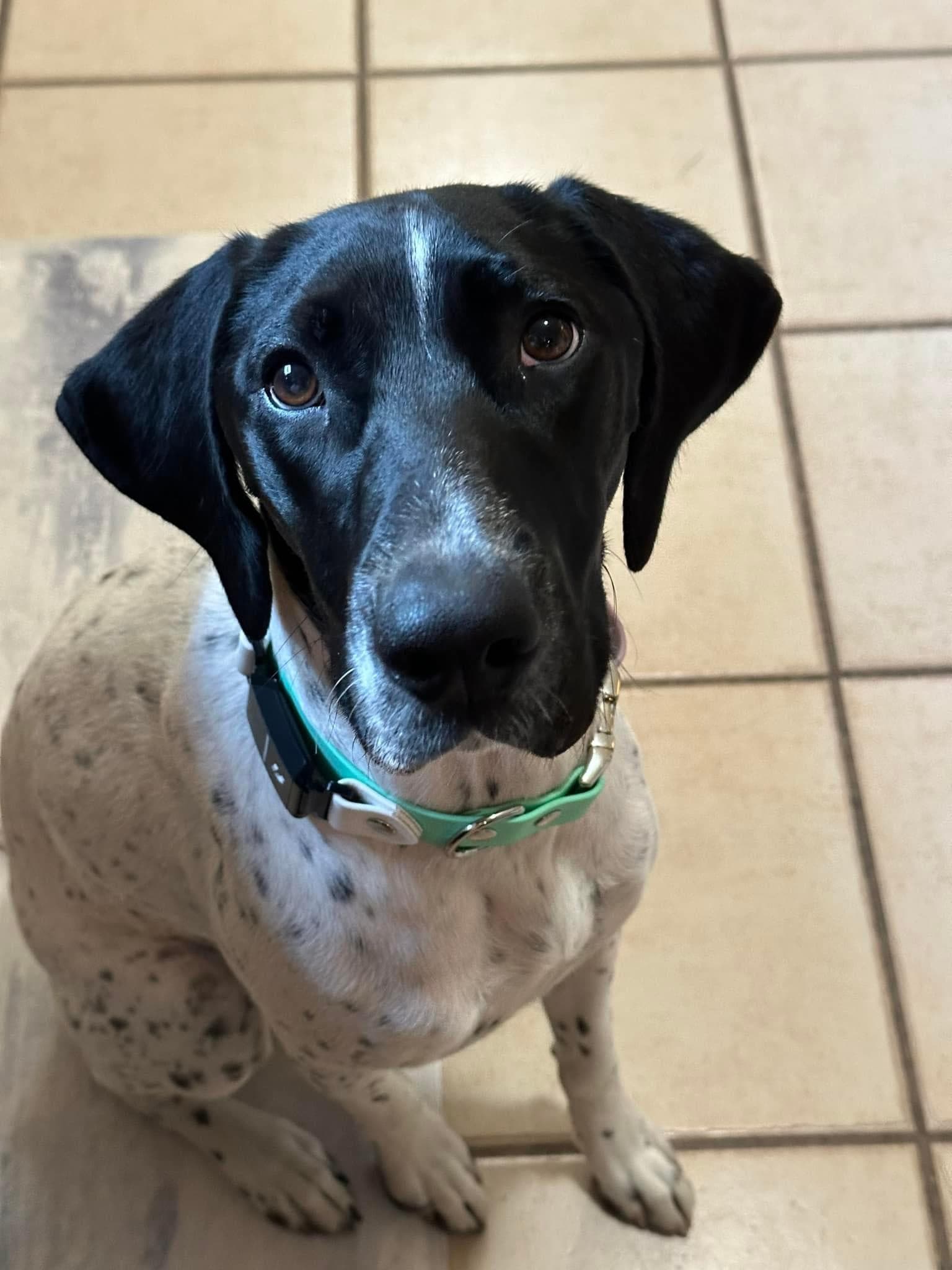 Rogue, SitGuru’s high-energy German Shorthaired Pointer mascot