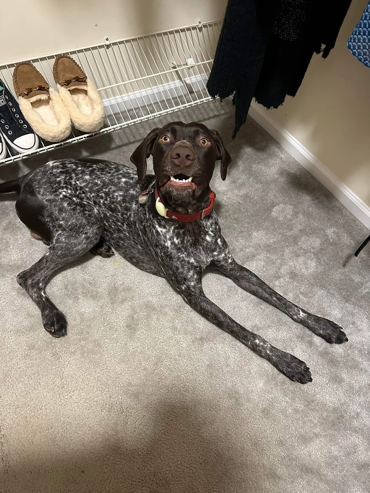 Scout the German Shorthaired Pointer