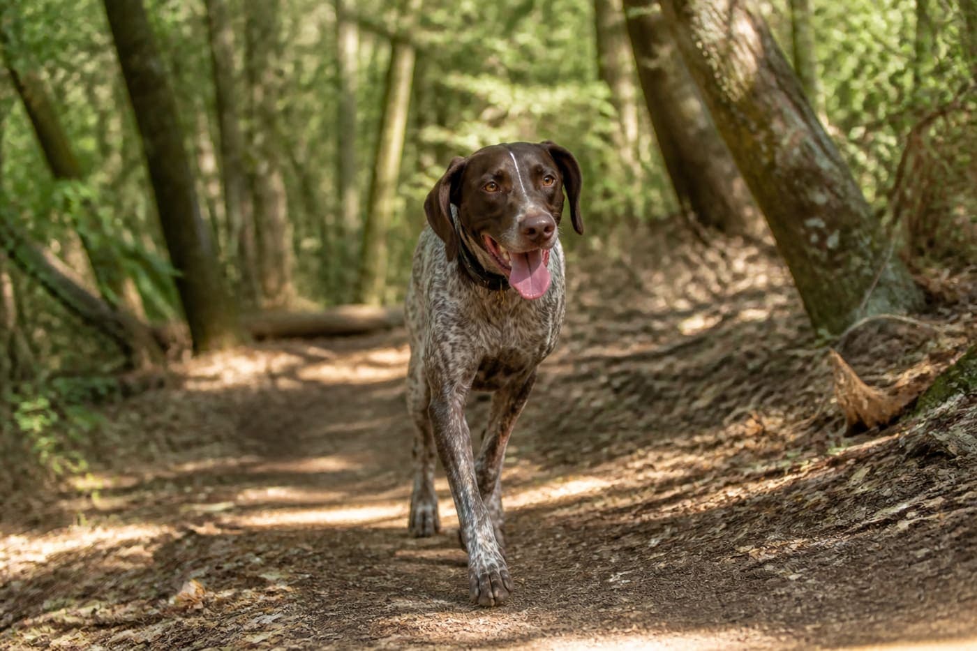 A SitGuru walk moment Pet Parents can follow through PawReport Live