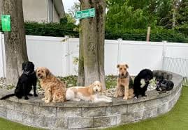 Loose Leash Foundations Course (3-Sessions)