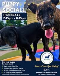 PUPPY SOCIAL!