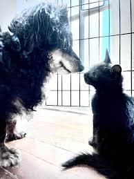 Find Your Familiar - Adoption Event