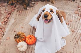 Howl-O-Ween Pet Parade & Photos 2026
